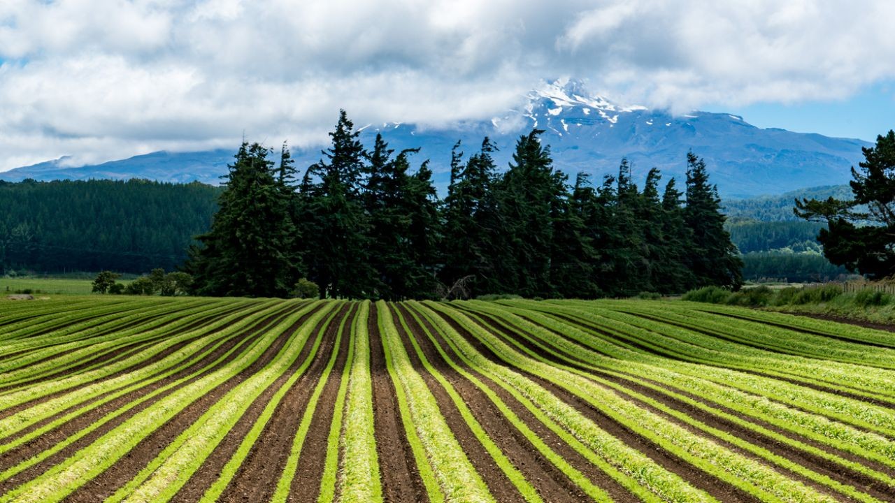 How to Implement AI in Sustainable Agriculture – A Bulletproof Strategy for NZ