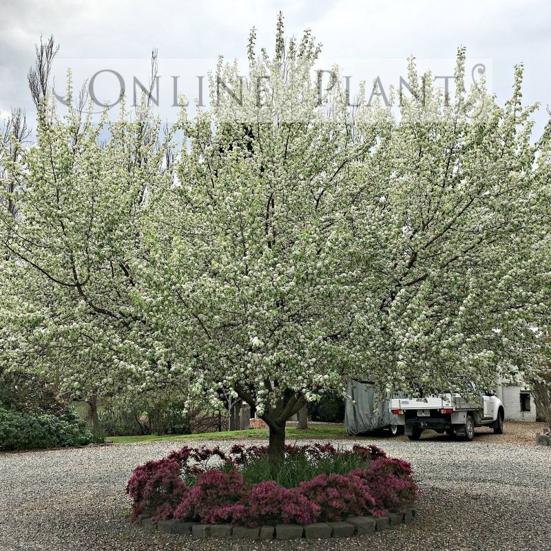 Screening & Hedging Online Plants