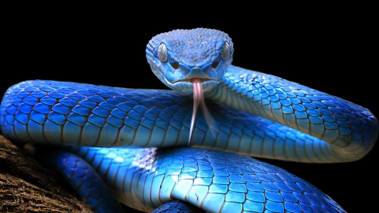 How to Identify Venomous Snakes in Australia – The Ultimate Aussie Guide for Beginners