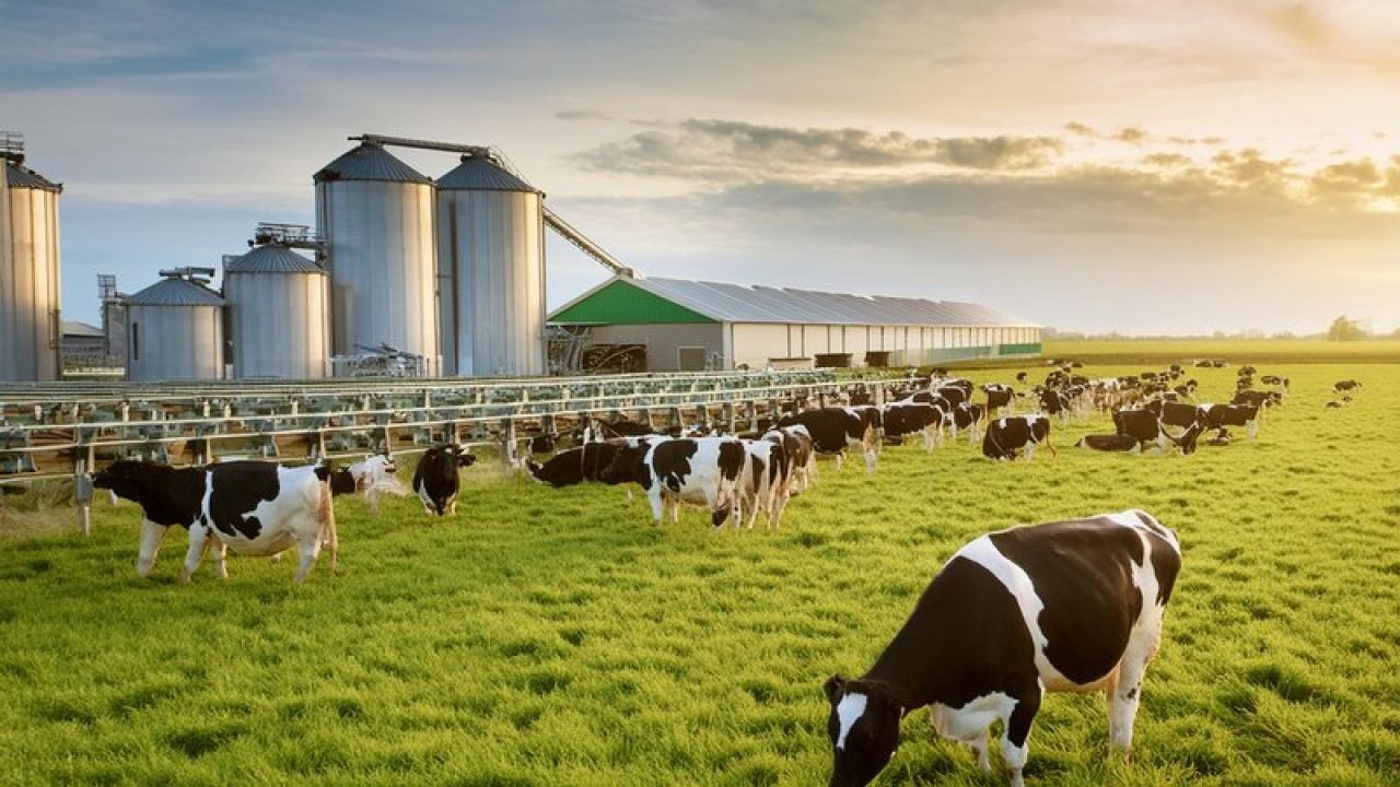 The future of the dairy industry amid environmental regulations – The New Zealand Angle You’ve Overlooked