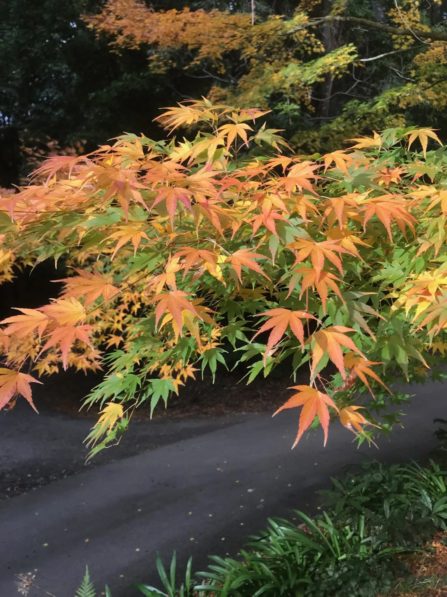 Autumn leaves along a Kangaroo Valley trail