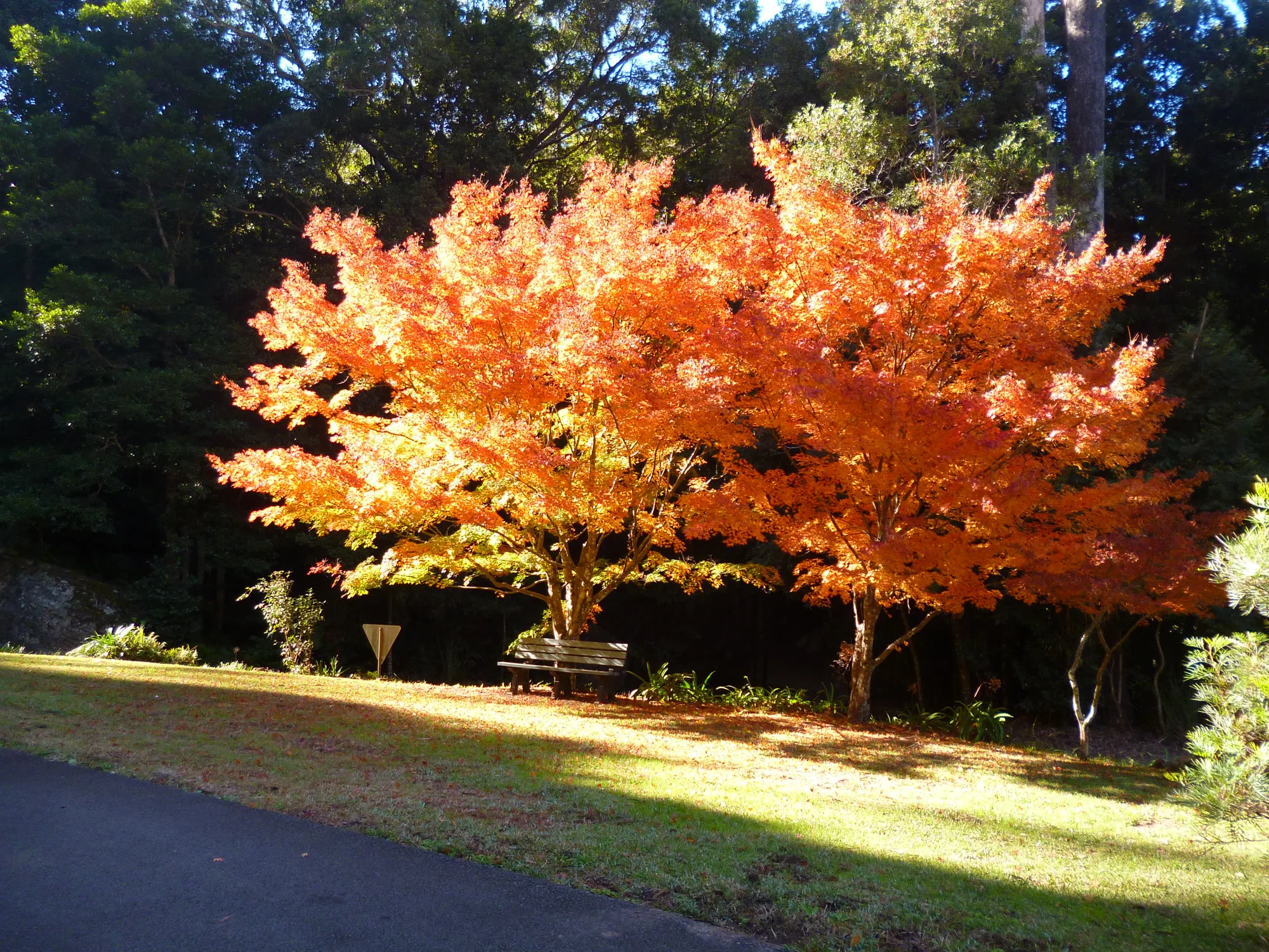 Autumn trees glowing in the Southern Highlands light