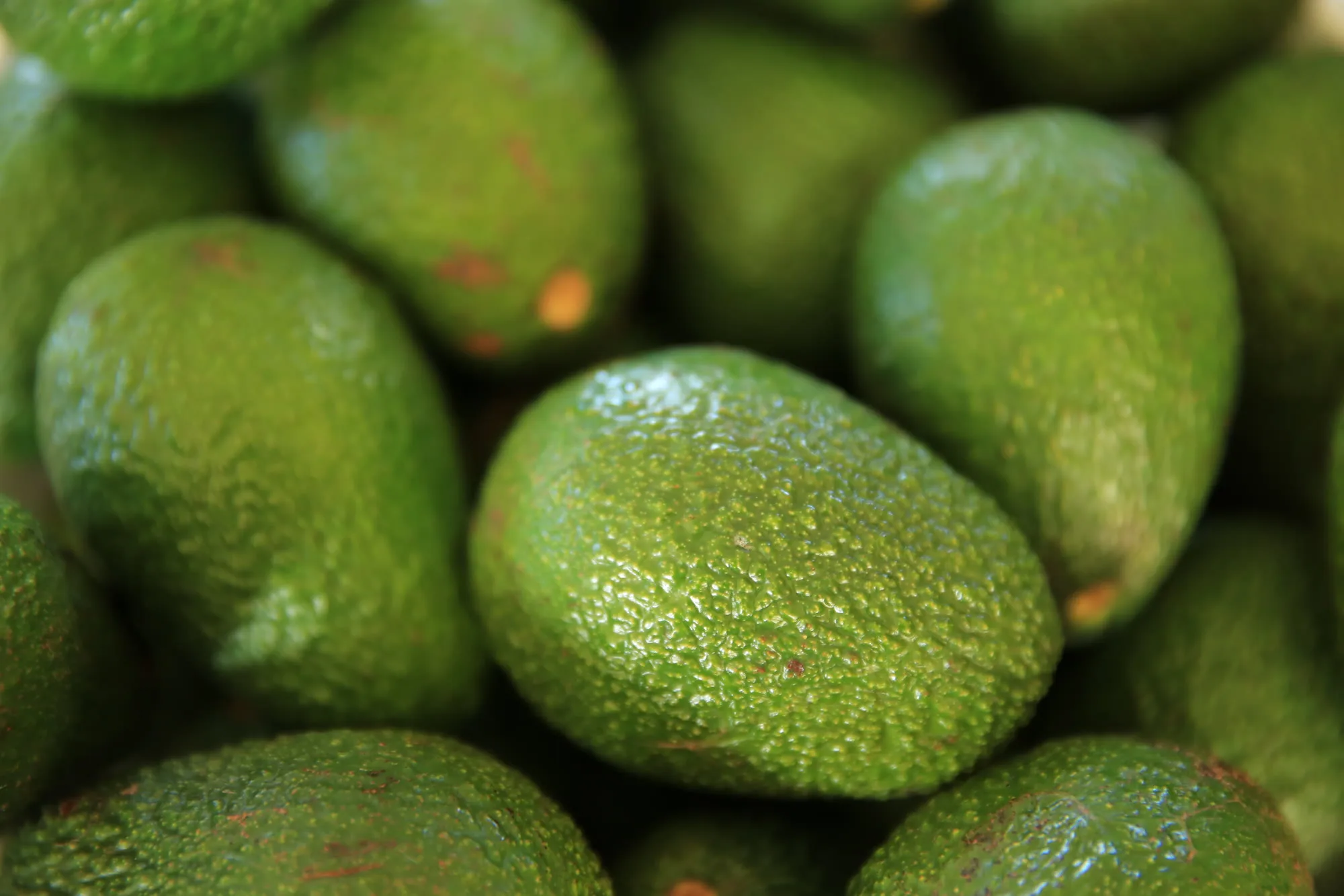 Fresh avocados from the Cedarvale garden