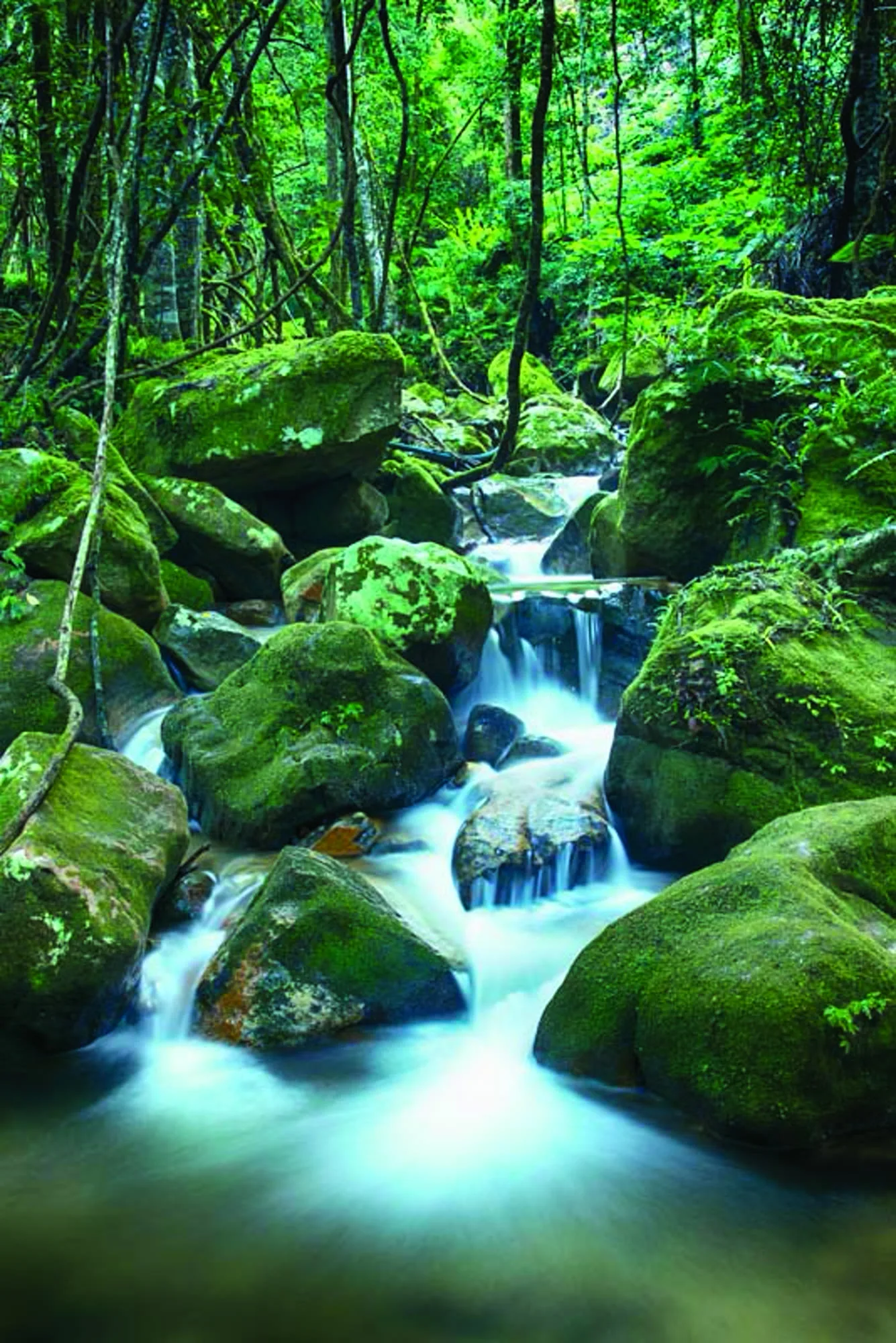 Cedar Falls in the Kangaroo Valley bush