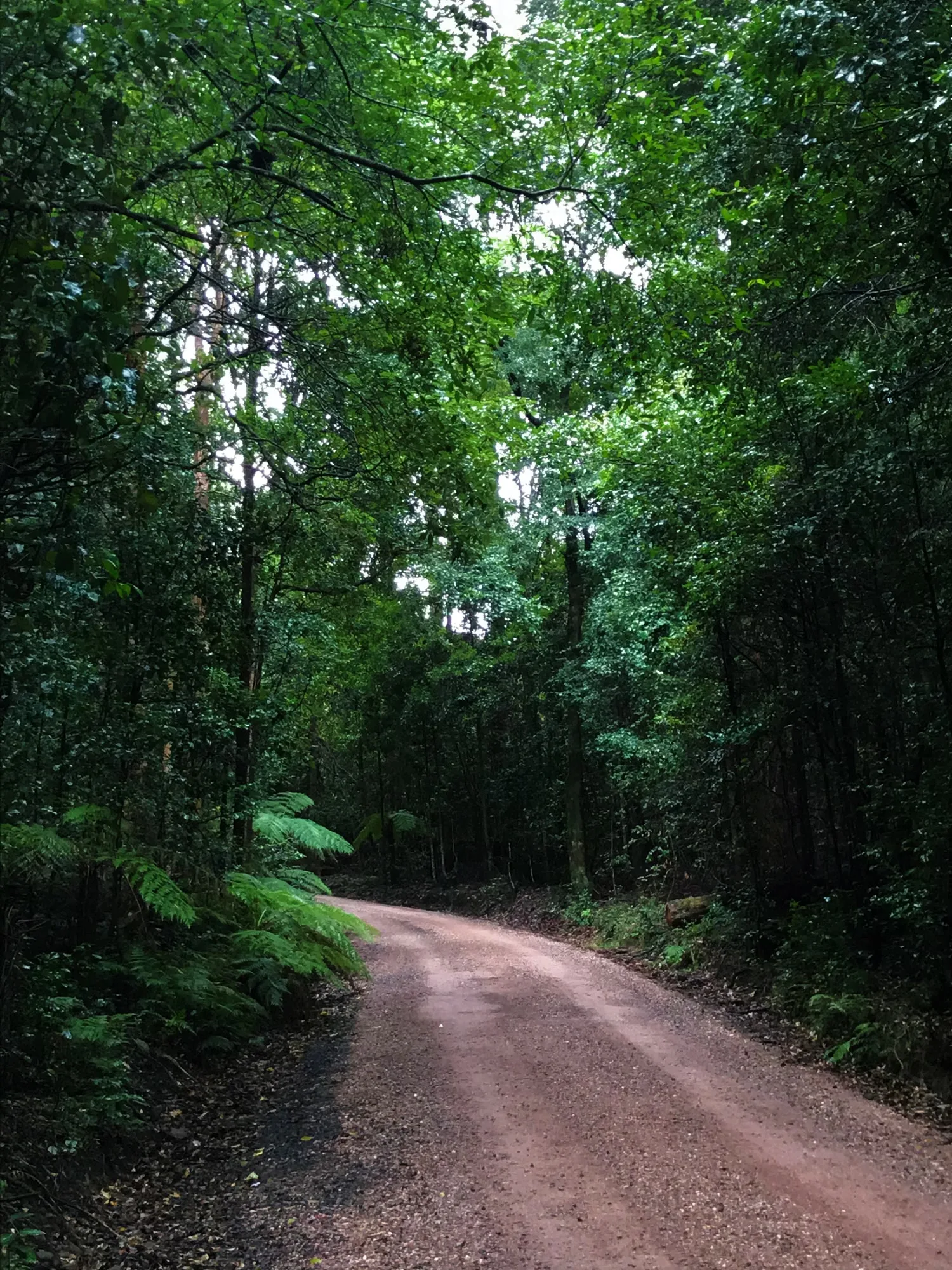 The road approaching Cedarvale through the trees