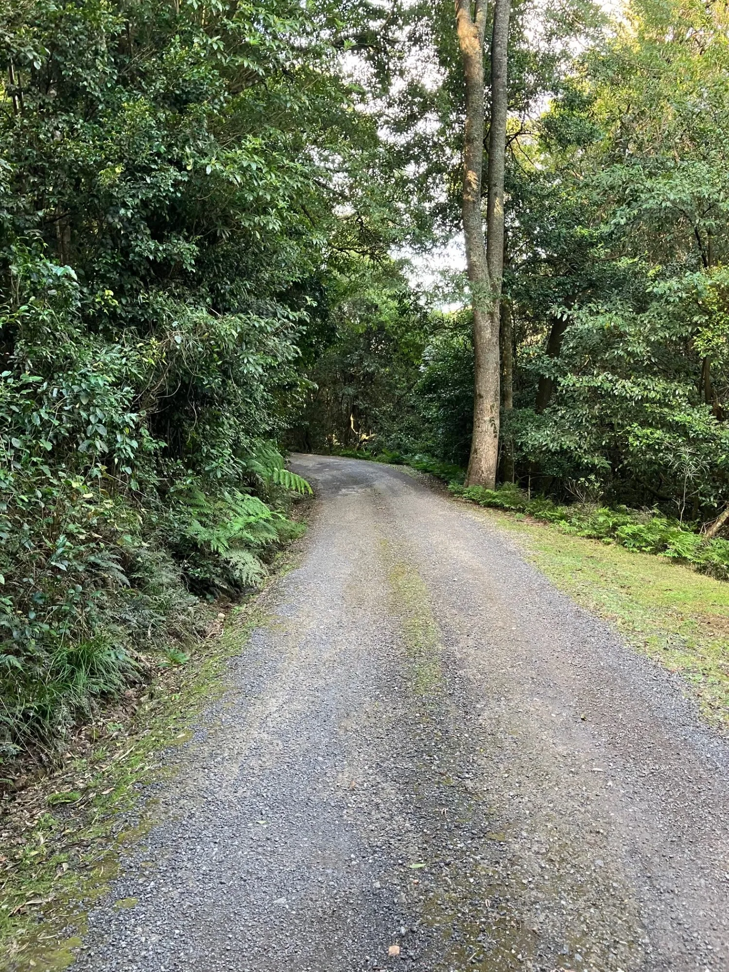 Tree-lined driveway into Cedarvale NSW