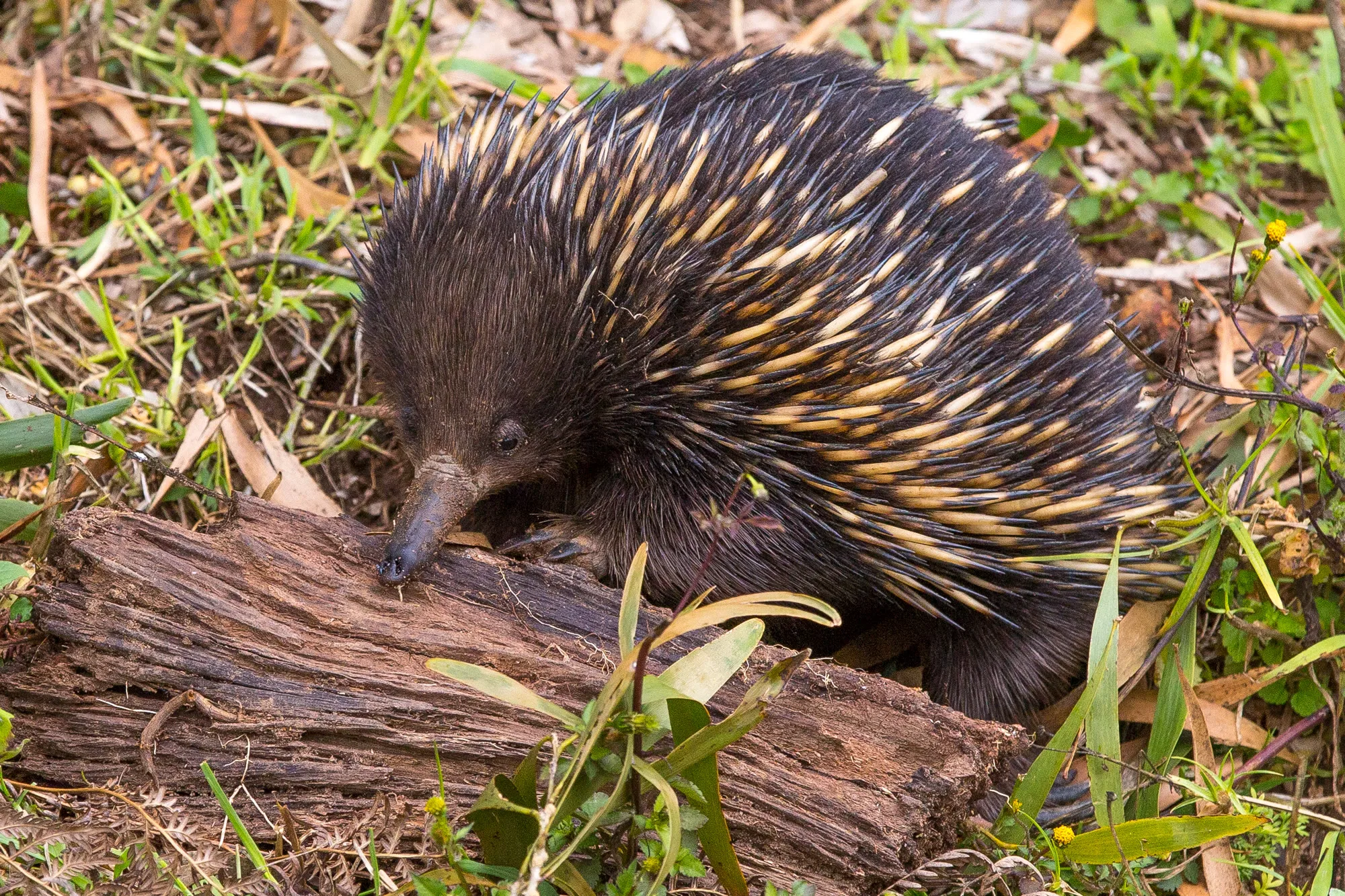 An echidna visiting the grounds
