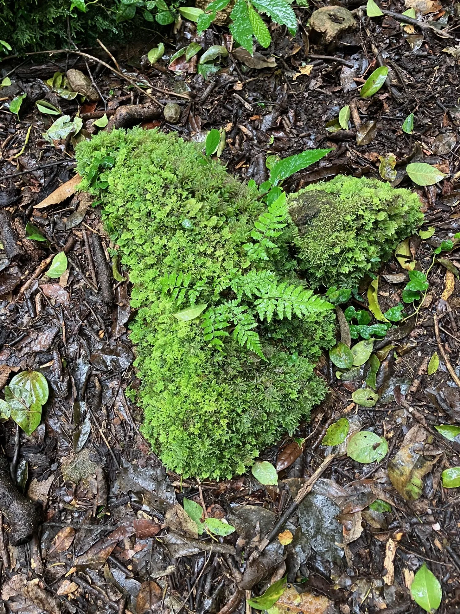 A heart shape mown into the grass