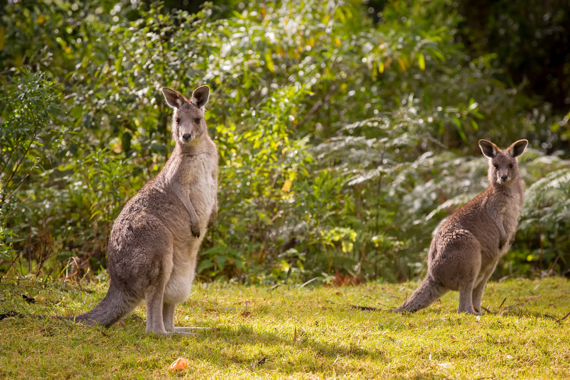 Kangaroos on the Cedarvale NSW grounds