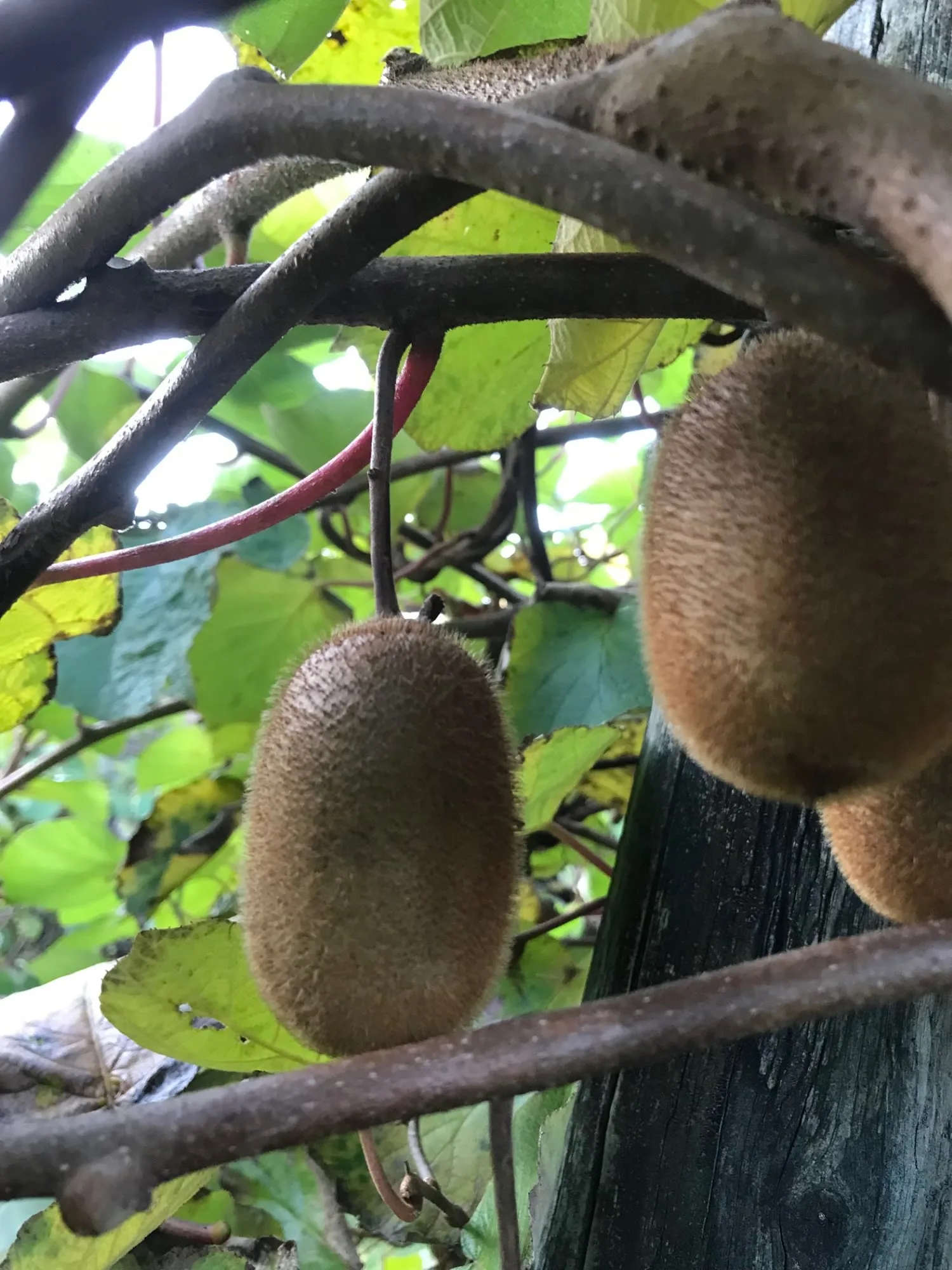 Kiwis growing on the vine in the orchard