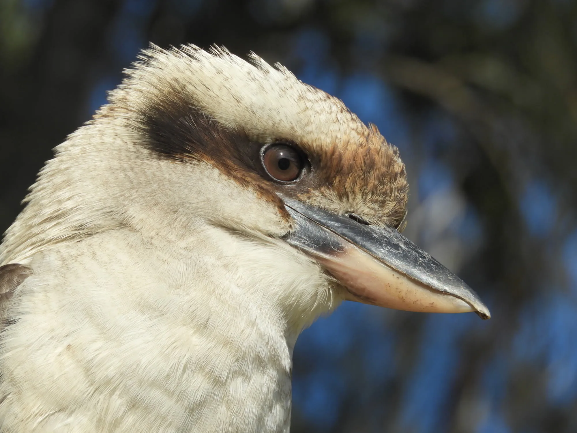 A kookaburra perched nearby
