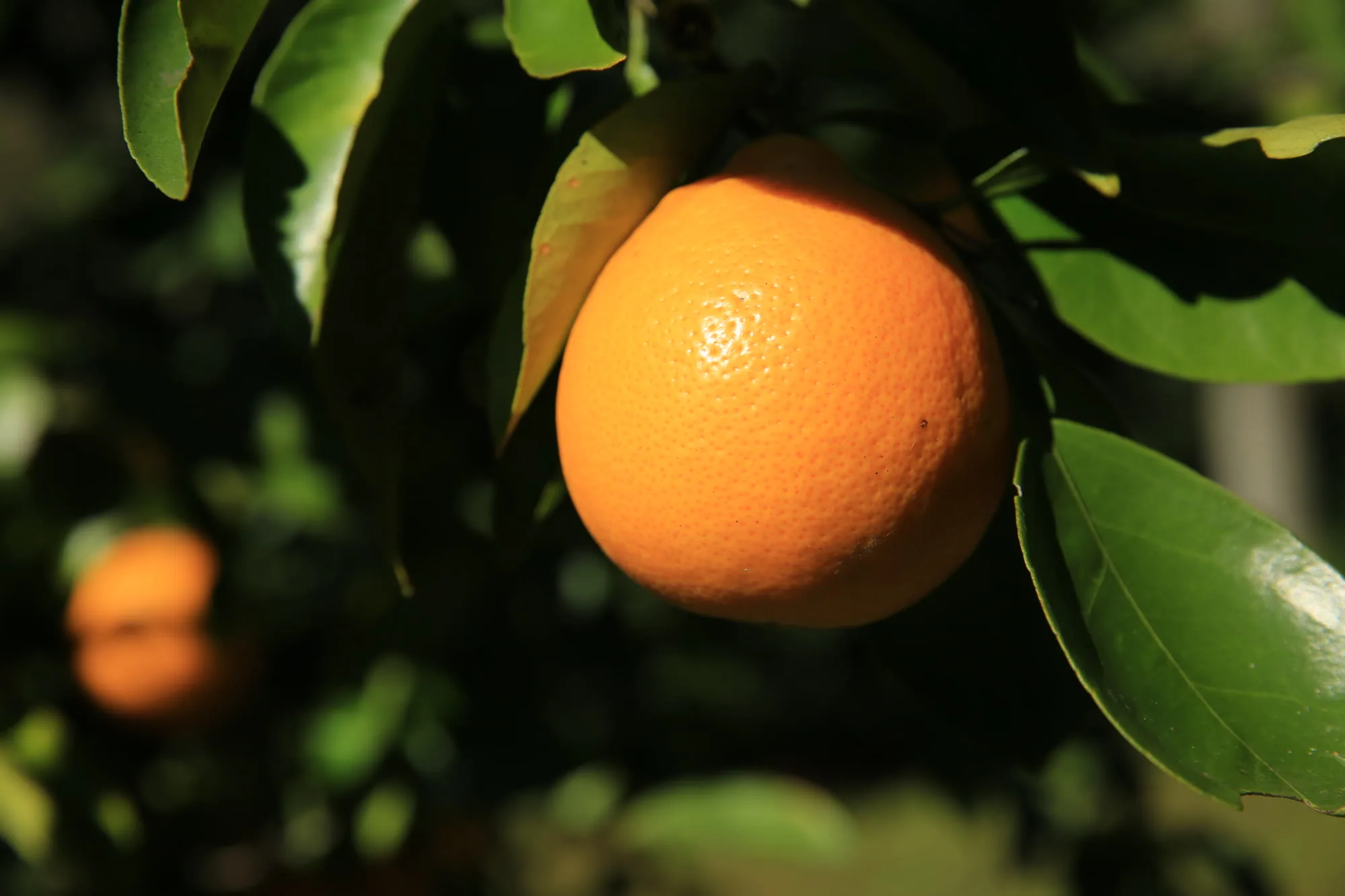 Oranges growing in the orchard