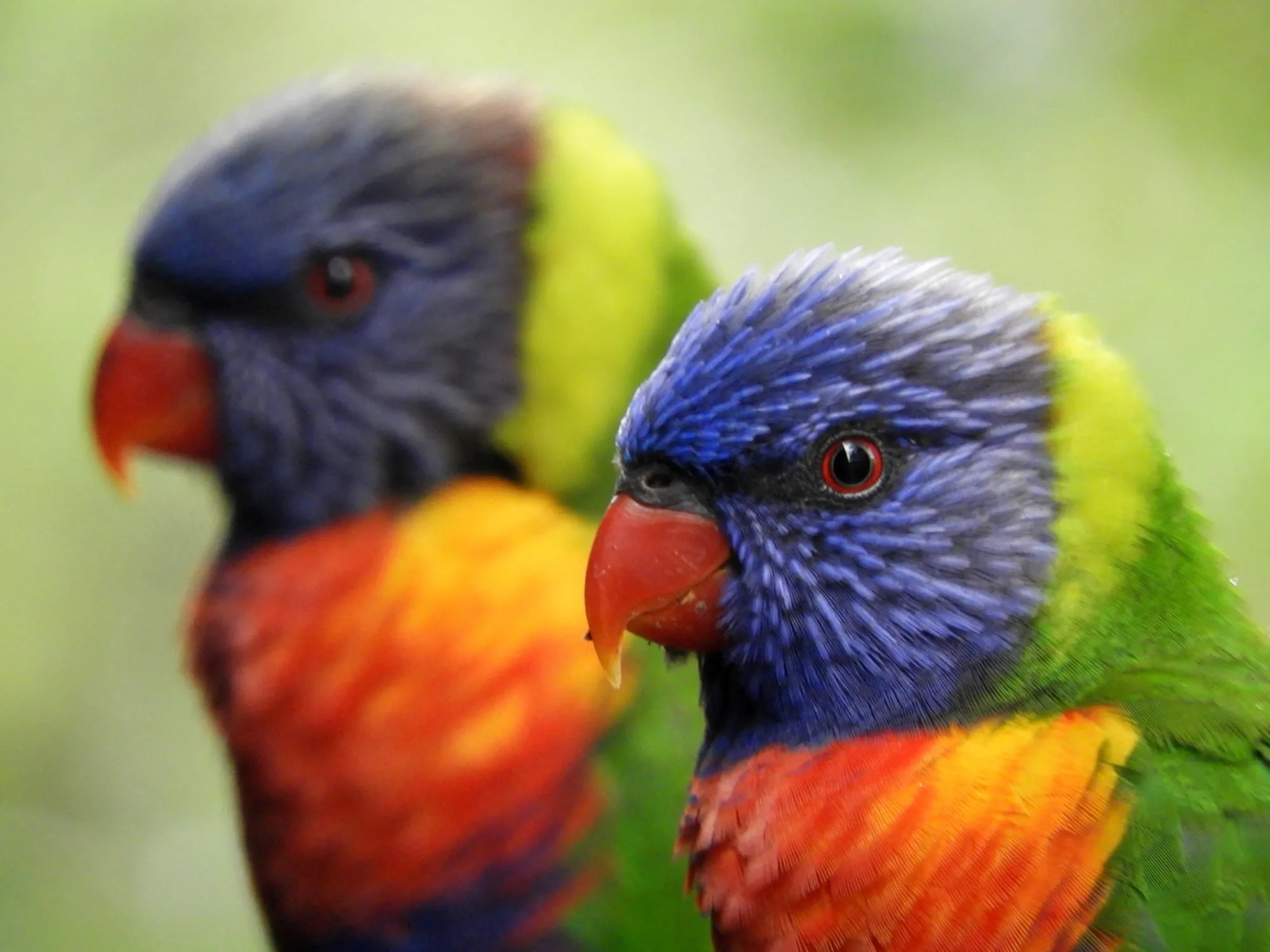 Colourful parrots in the trees