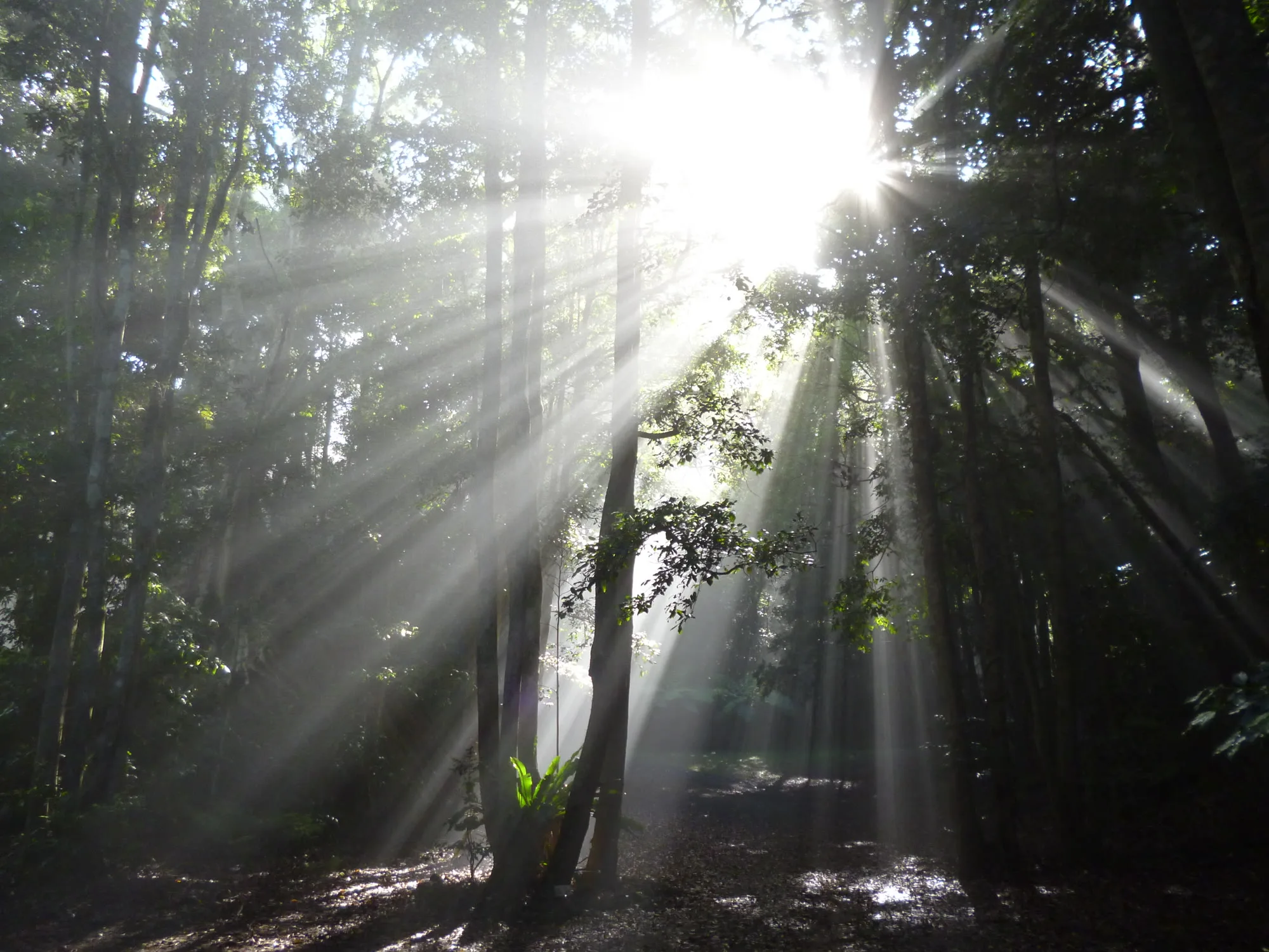 Sunrays filtering through the trees