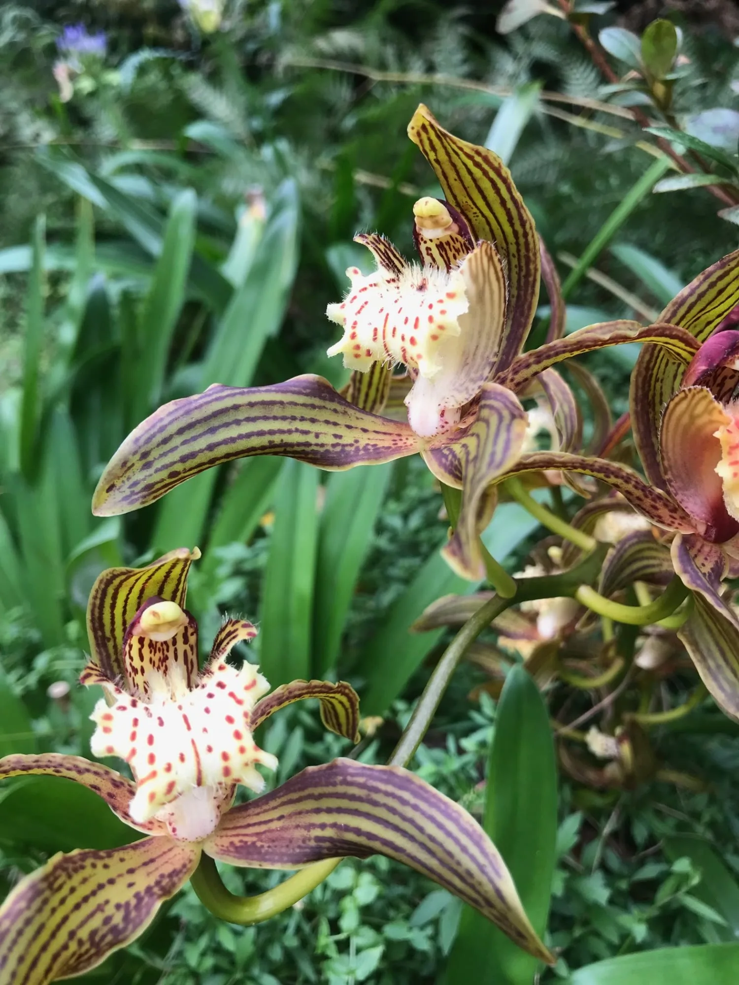 A wild orchid in the bush