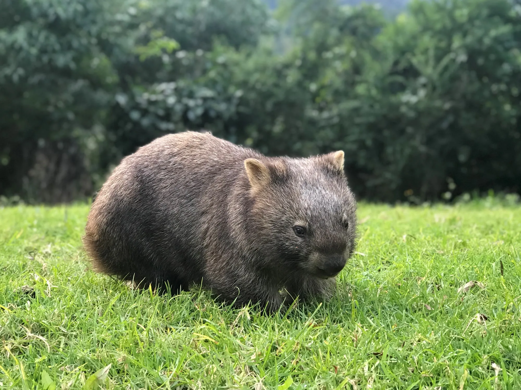 A wombat on the grounds