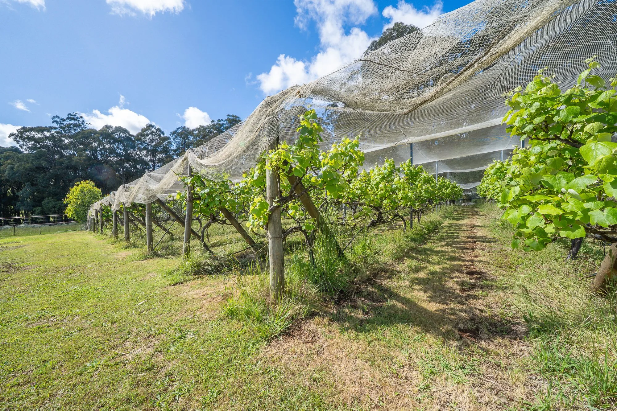 Cedarvale Yarra Ranges retreat - photo 26