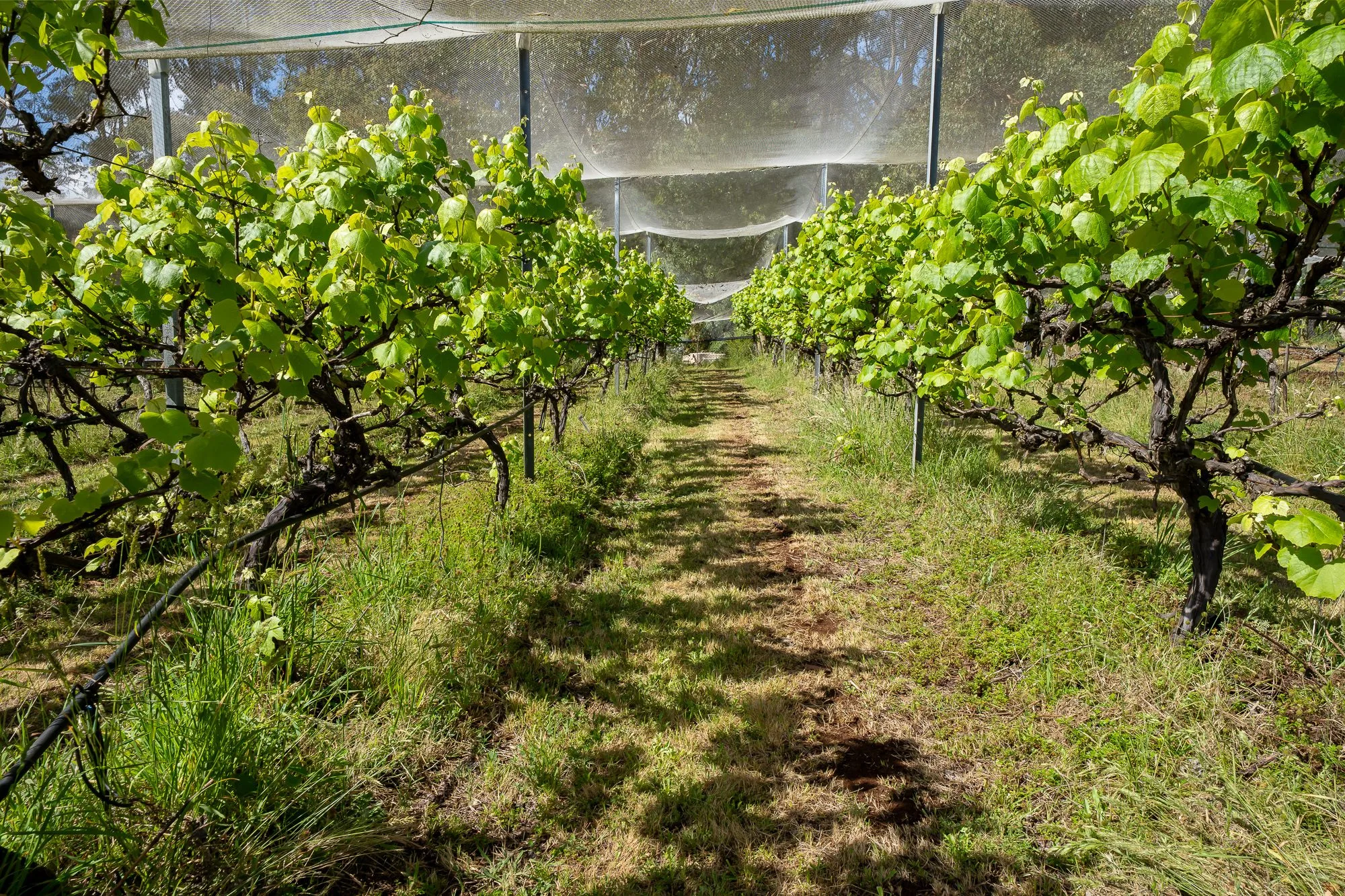 Cedarvale Yarra Ranges retreat - photo 27