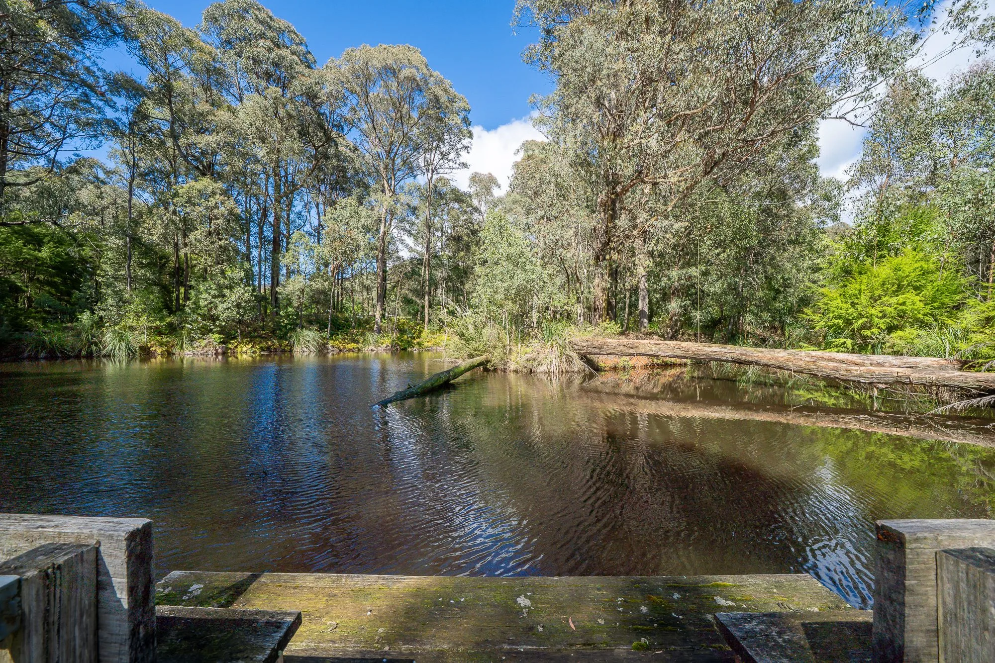 Cedarvale Yarra Ranges retreat - photo 32