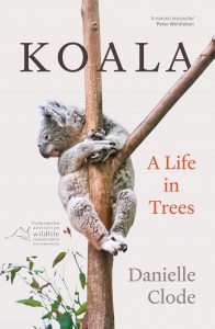 Koala: A life in the trees by Danielle Clode
