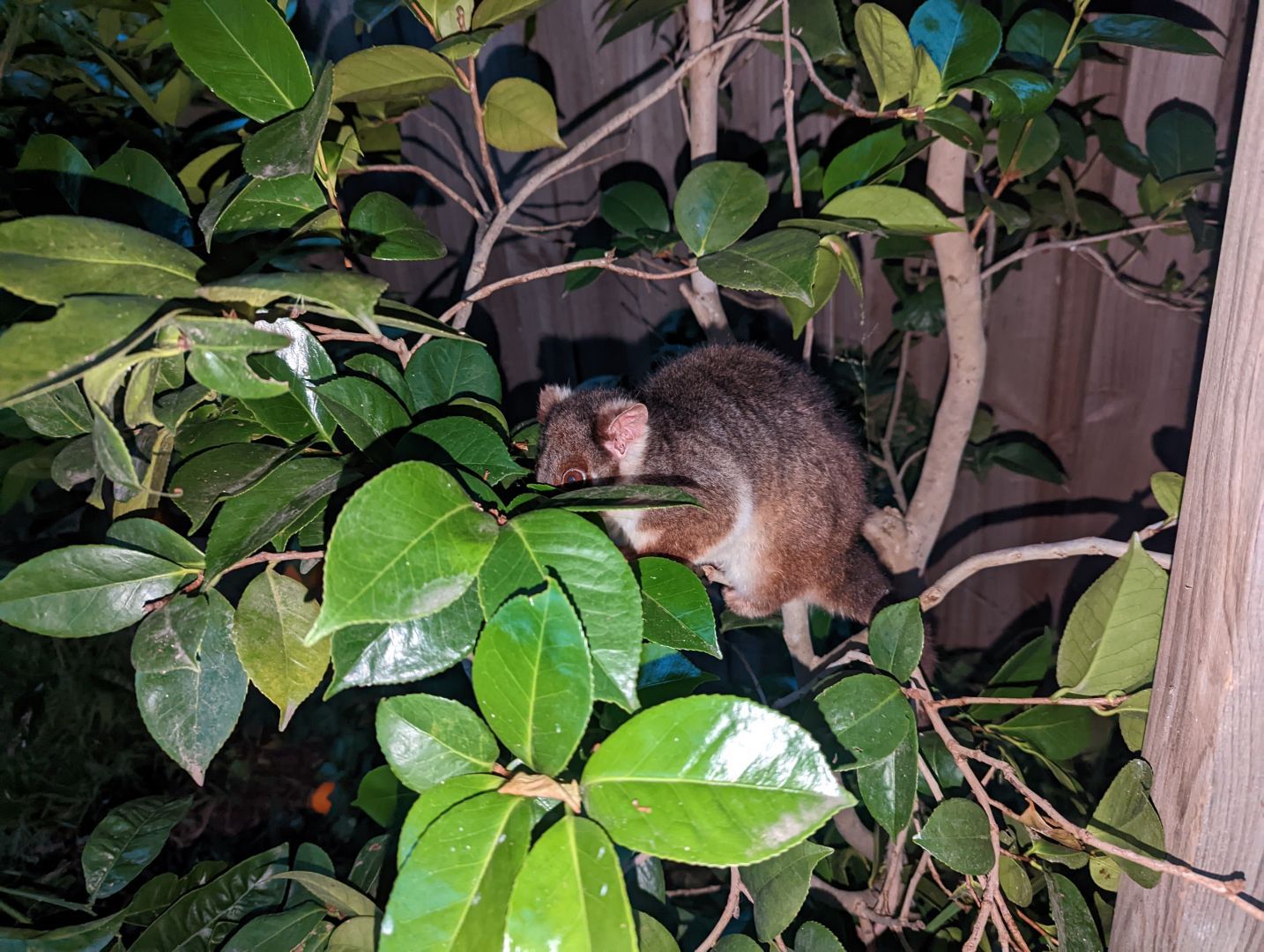 A grey possum sits in a tree hiding behind some green leaves