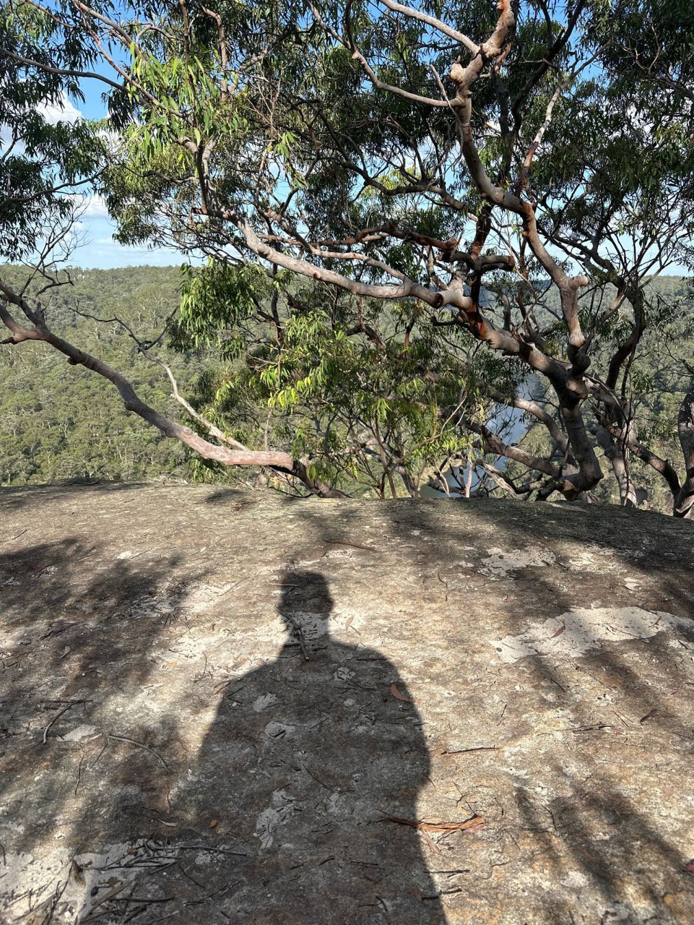 View of bush and river