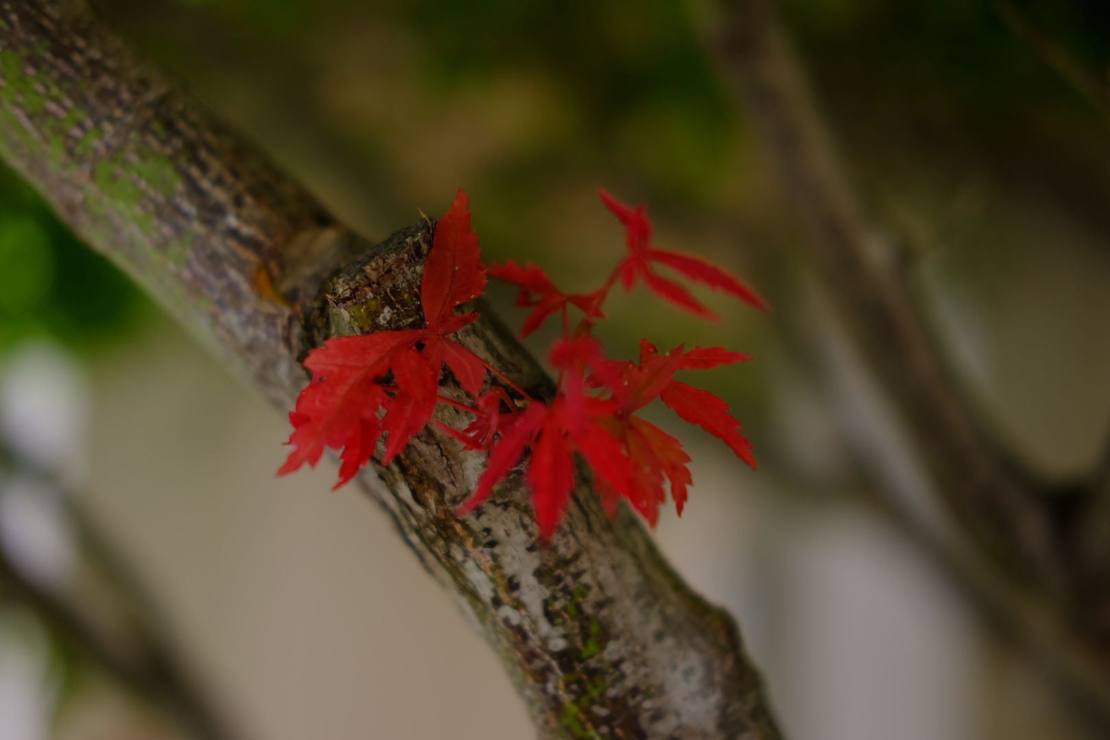 Red leaves sprouting from a grey trunk