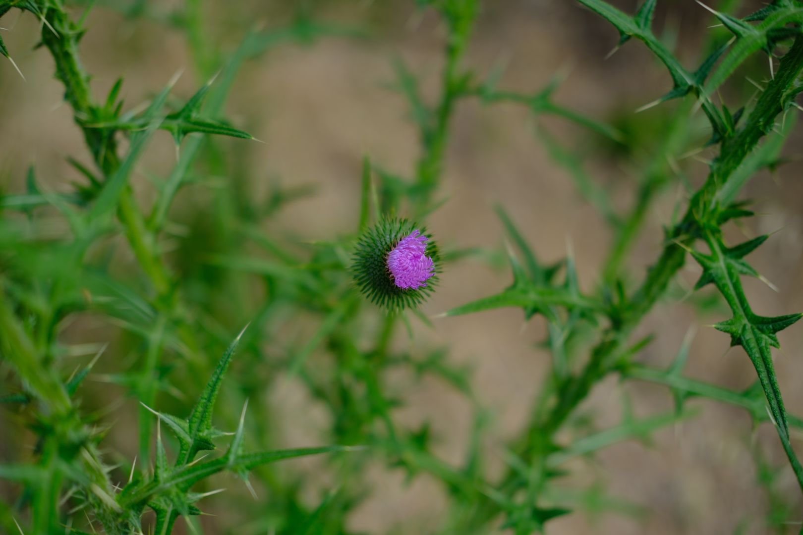 A thistle bloom, surrounded by the spiked leaves