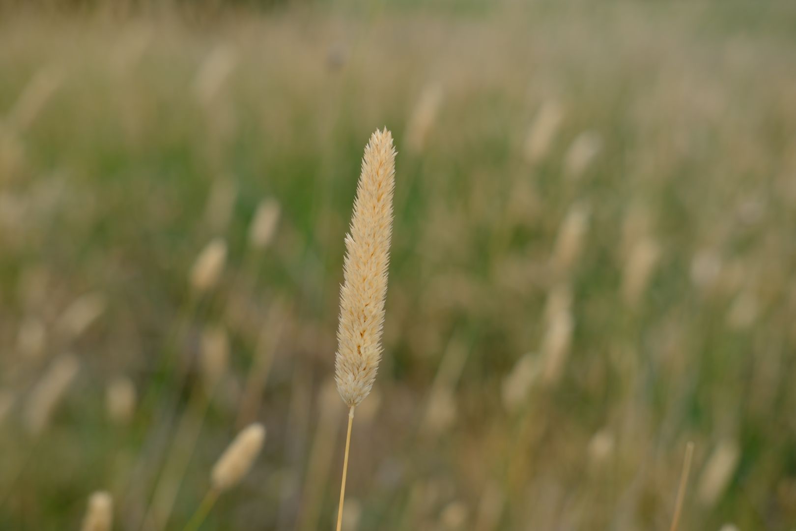 A grass seed head