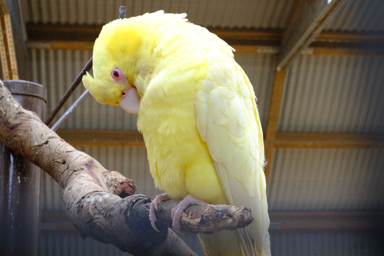 An albino cockatoo preening its chest