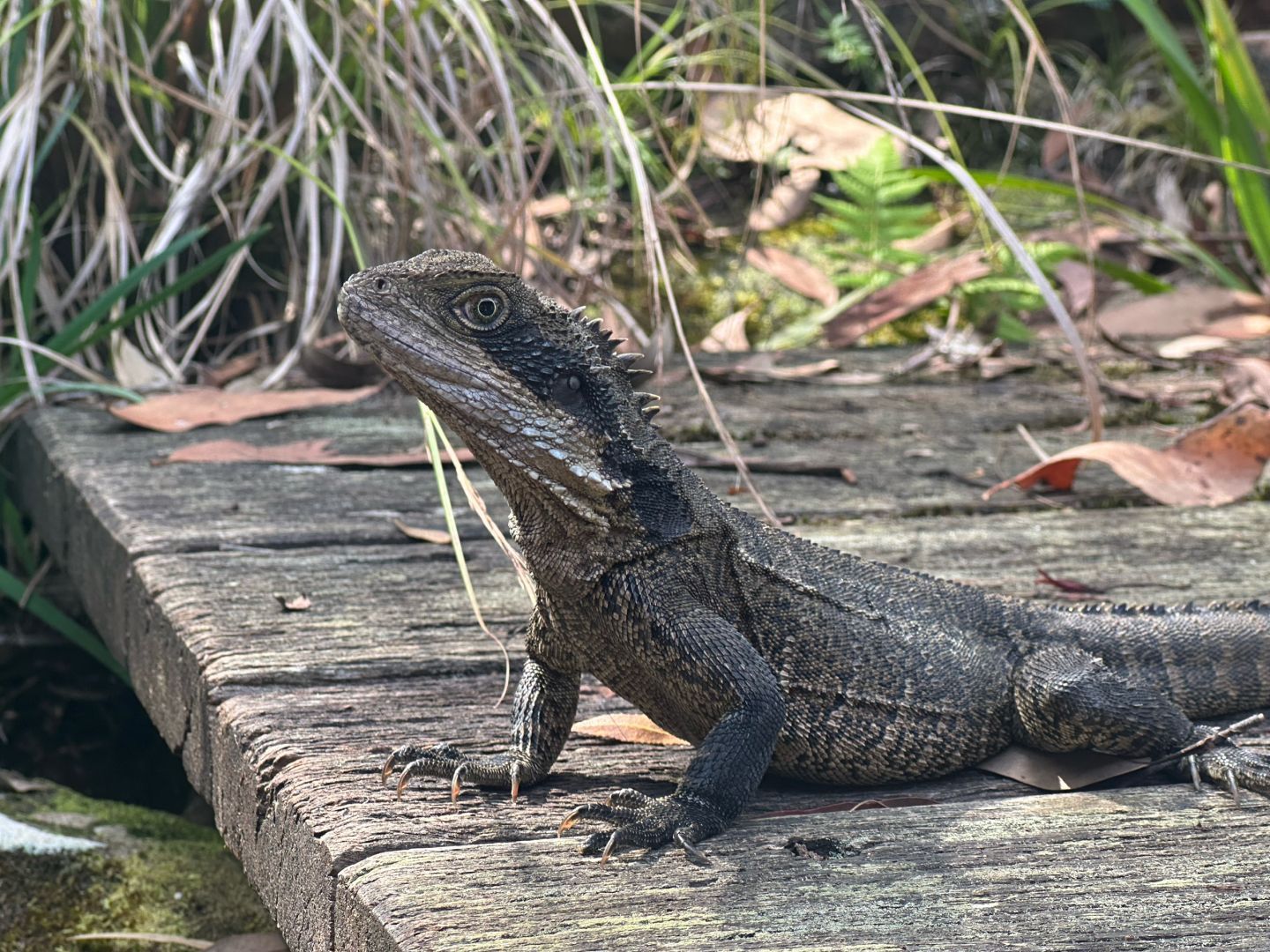 Close up of a water dragon on a wooden deck